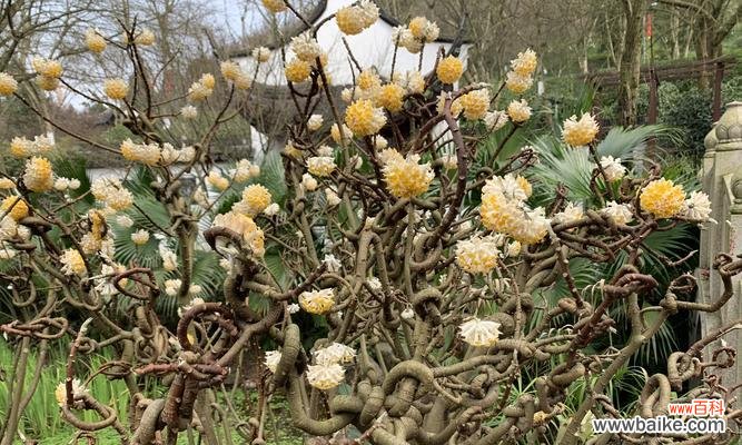 探寻以结香花语的起源与传承 以结香花语的含义及象征意义