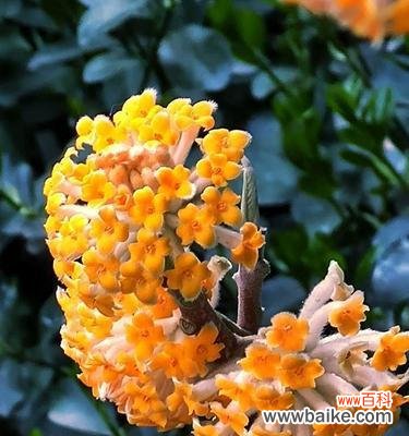 探寻以结香花语的起源与传承 以结香花语的含义及象征意义