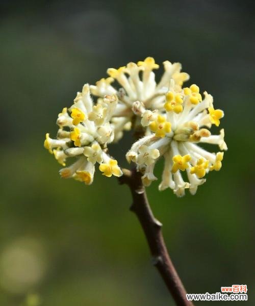 探寻以结香花语的起源与传承 以结香花语的含义及象征意义