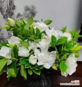 品味花海 栀子花，四季绽放的芬芳