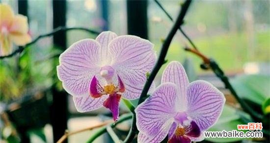 古老的传统与深刻的内涵 兰花花语