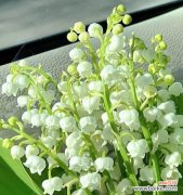 探寻铃兰的美与哲学 铃兰花语的含义及传承