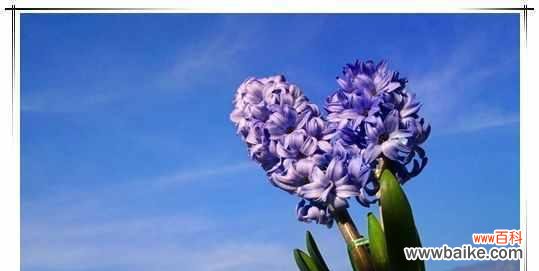 传递温暖和希望的蓝色 蓝色风信子的花语