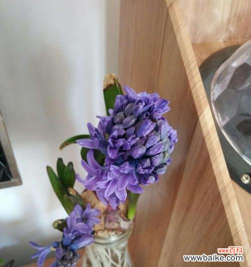 探索风信子的象征与内涵 风信子花语的寓意与意义