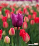 代表纯洁友谊的花朵与其寓意 纯洁友谊之花——白色郁金香