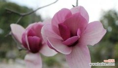 花开的美丽与纯洁的爱的结合 花开纯洁，爱绽灿烂