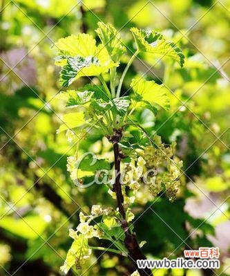 迎接春天 春天美丽的花草世界