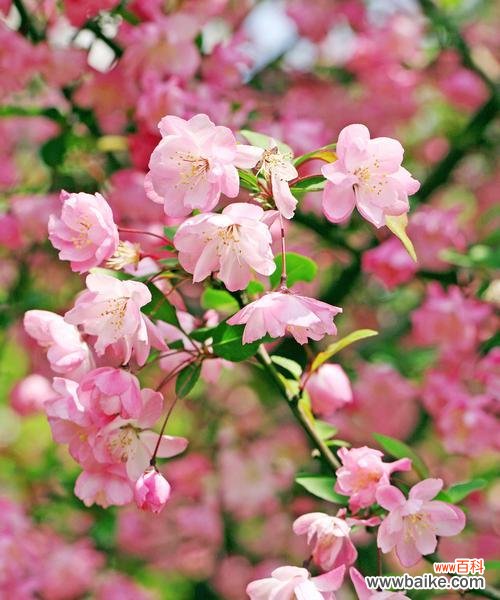 绿色的父爱永不凋零 代表父亲的植物的力量