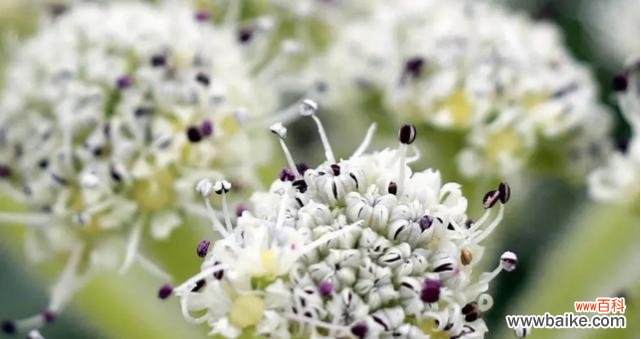 揭示植物世界中的奉献精神 奉献之花