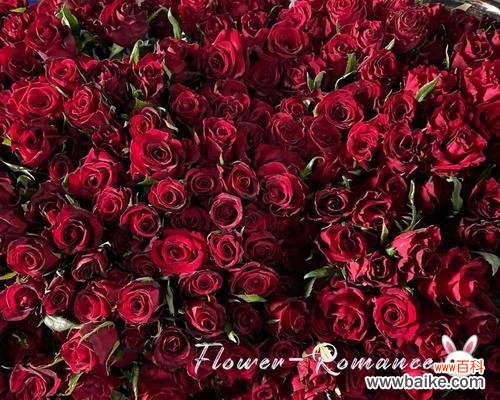 冬日雪中的生命之花 冬天的绿色盛宴——代表冬天的植物