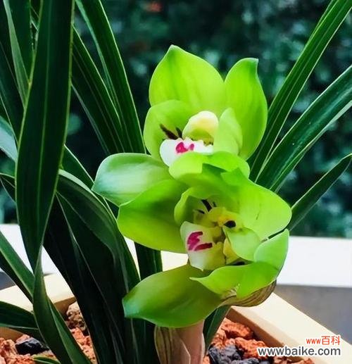 探寻自然之境 高雅之美