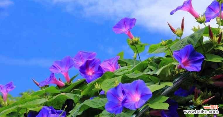 探寻蓝色牵牛花的花语与寓意 蓝色牵牛花