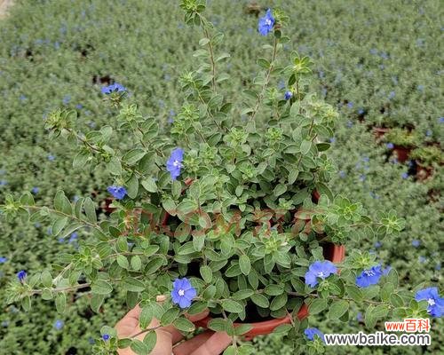 揭秘蓝星花语的内涵与象征意义 蓝星花的花语与寓意