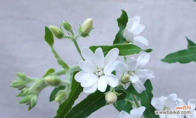 揭秘蓝星花语的内涵与象征意义 蓝星花的花语与寓意