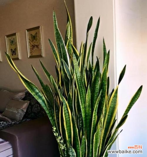 探寻虎皮兰在风水中的秘密及禁忌 虎皮兰的寓意与风水摆放位置