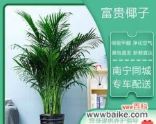 打造财运旺盛的家居风水 富贵椰子的风水寓意与摆放位置