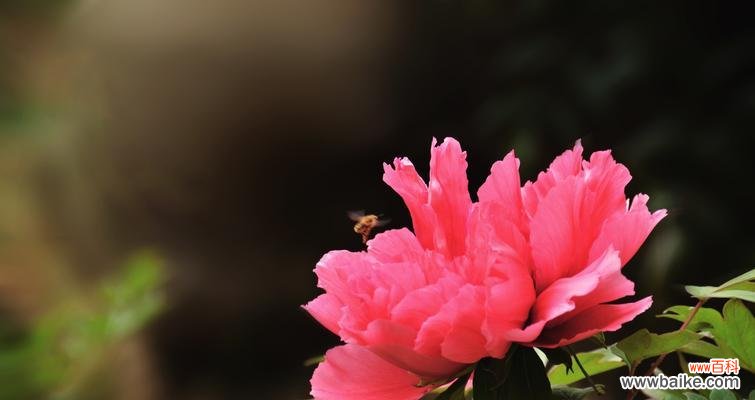 探索红牡丹花的隐含意义 红牡丹花的花语与寓意