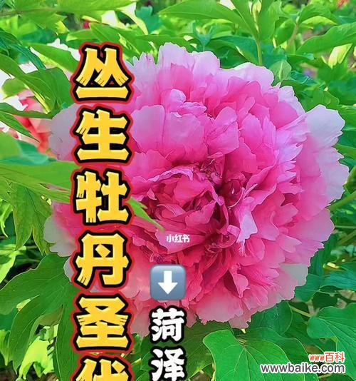 探索红牡丹花的隐含意义 红牡丹花的花语与寓意