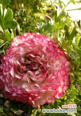 探索红牡丹花的隐含意义 红牡丹花的花语与寓意