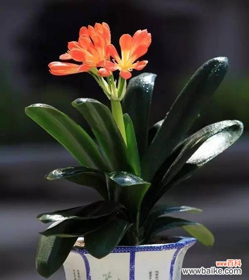 以代表高洁的植物品种为例 高洁植物的美丽与品德