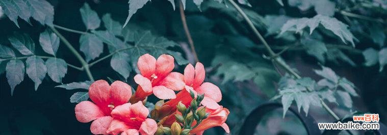 揭示能给我们积极能量的15种植物 积极向上的植物-自然的力量