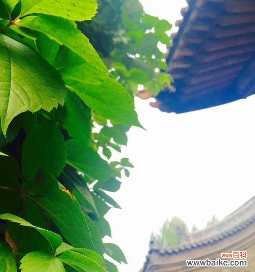 唤醒心灵的花海 鲜花绽放，传递积极向上的力量