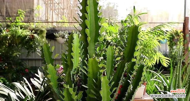 探索自然界中的强大生命力及适应力 坚韧不拔的植物