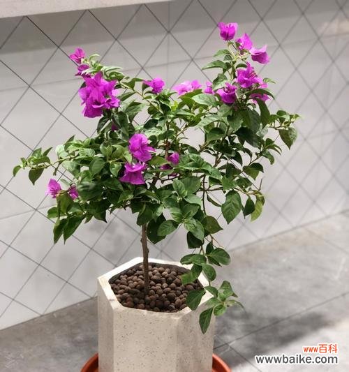 探索自然界中的强大生命力及适应力 坚韧不拔的植物