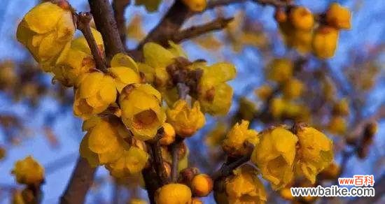 红玫瑰的力量 傲然盛放，坚韧不拔——以红玫瑰为主题的花朵代表坚强傲骨的故事