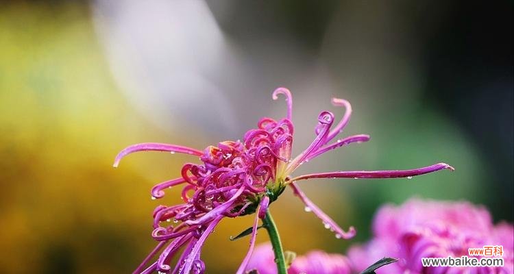 红玫瑰的力量 傲然盛放，坚韧不拔——以红玫瑰为主题的花朵代表坚强傲骨的故事