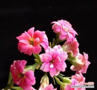 探秘代表健康长寿的花卉之美 美丽花卉与健康长寿