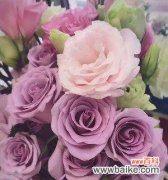 解读玫瑰花中的柔美与坚强 冷美人玫瑰