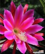 探索令箭荷花的含义与魅力 以令箭荷花的花语为主题的文章