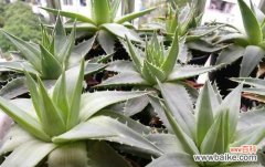 芦荟花语的意义与功效 芦荟花语——探寻大自然的疗愈之源