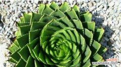 揭秘芦荟花的魅力与功效 芦荟花语