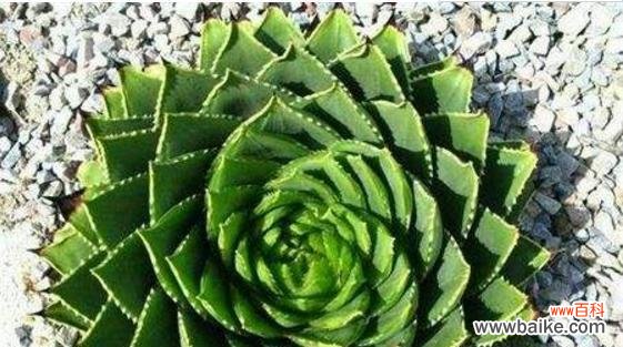 揭秘芦荟花的魅力与功效 芦荟花语