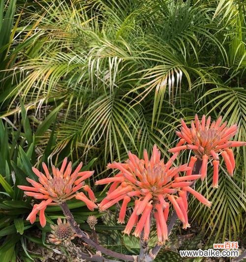 揭秘芦荟花的魅力与功效 芦荟花语