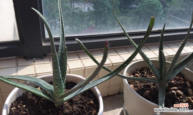 揭秘芦荟花的魅力与功效 芦荟花语