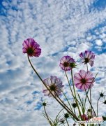 探寻格桑花的文化内涵与美丽魅力 格桑花