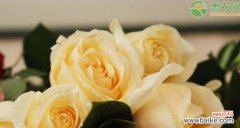 探寻香槟玫瑰背后的情感世界 香槟玫瑰的花语与意义