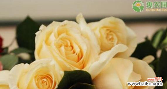 探寻香槟玫瑰背后的情感世界 香槟玫瑰的花语与意义