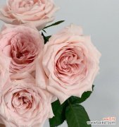 美丽与变幻 深入解析以切花玫瑰的意义