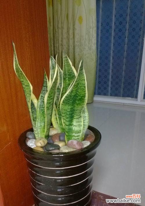 探索虎皮兰花背后的寓意与象征 虎皮兰花语——繁荣与幸福