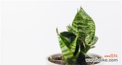 探索虎皮兰花背后的寓意与象征 虎皮兰花语——繁荣与幸福