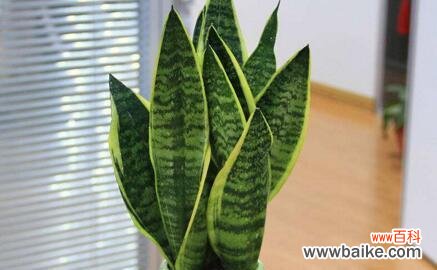 探索虎皮兰花背后的寓意与象征 虎皮兰花语——繁荣与幸福