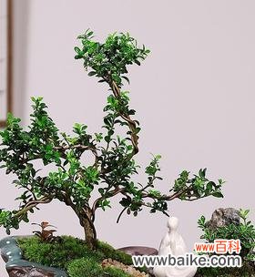 以青松代表什么人 青松