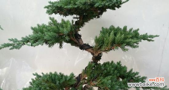 以青松代表什么人 青松