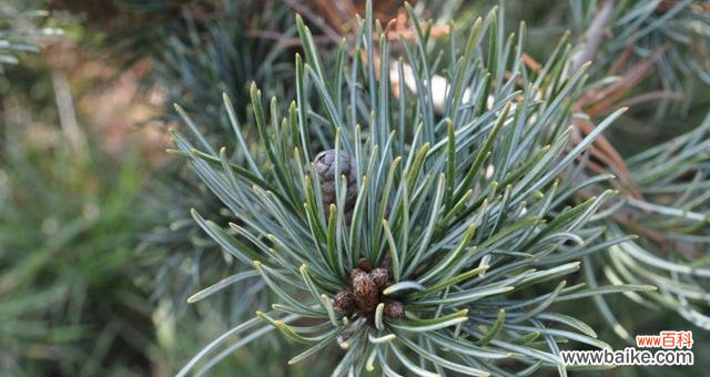 以青松代表什么人 青松