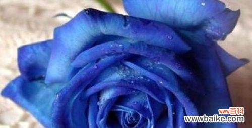 以蓝色妖姬代表什么含义 蓝色妖姬——色彩的意象与象征