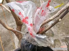 探索高效植物繁殖方法 高压扦插法